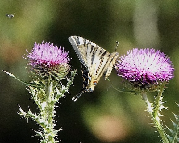 scarce swallowtail